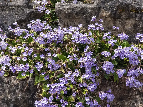 437411 - Haberlea rhodopensis