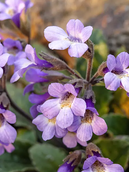448051 - Haberlea rhodopensis
