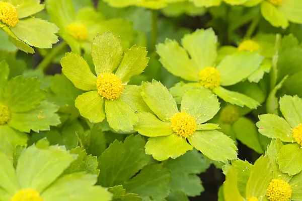471089 - Hacquetia epipactis