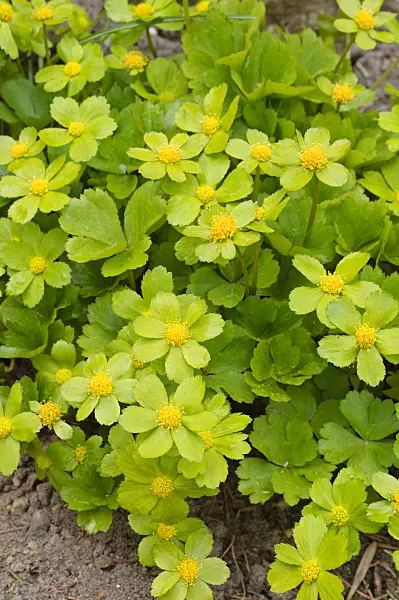 483168 - Hacquetia epipactis