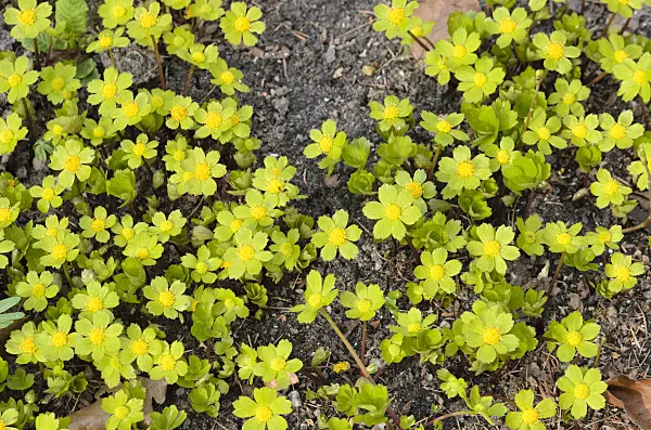519040 - Hacquetia epipactis