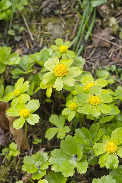 555102 - Hacquetia epipactis