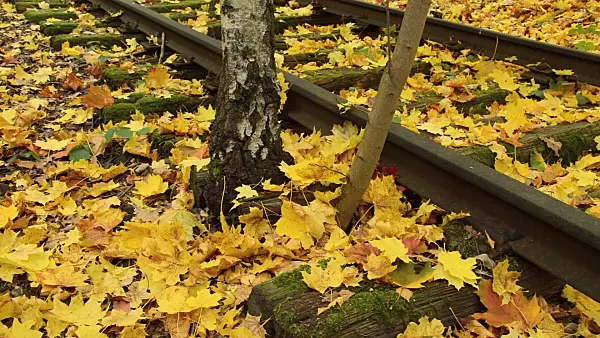 513165 - Hängebirke (Betula pendula) zwischen Gleisen auf einem verlassenen Güterbahnhof, Naturschutzgebiet Schöneberger Südgelände, Berlin, Deutschland