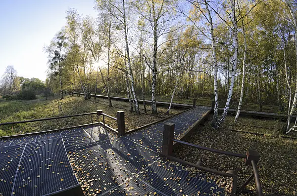 526009 - Hängebirke (Betula pendula) zwischen Gleisen auf einem verlassenen Güterbahnhof, Naturschutzgebiet Schöneberger Südgelände, Berlin, Deutschland