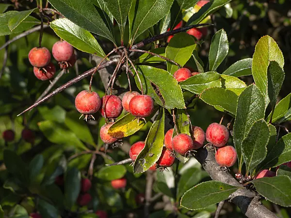 442011 - Hahnendorn (Crataegus crus-galli)