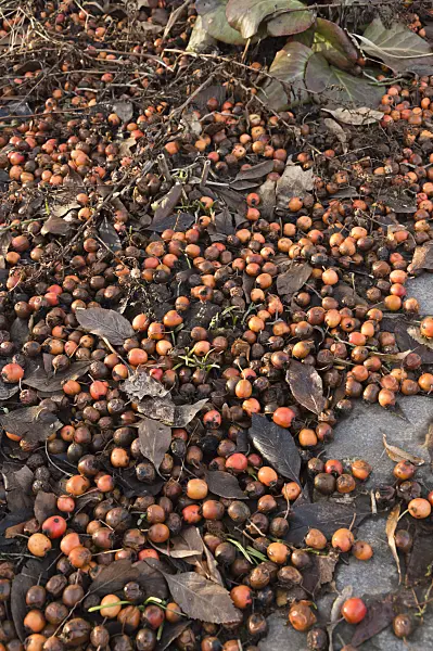 517030 - Hahnendorn (Crataegus crus-galli)