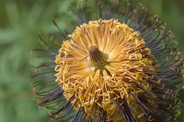 516018 - Hairpin banksia (Banksia spinulosa)
