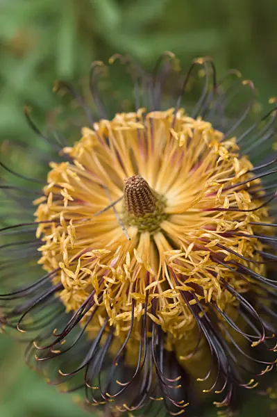 516019 - Hairpin banksia (Banksia spinulosa)