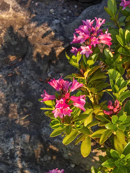 414019 - Hairy alpen rose (Rhododendron hirsutum)