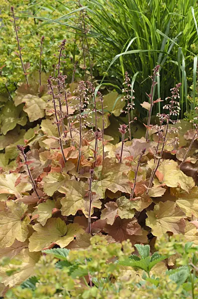 497058 - Hairy alumroot (Heuchera villosa 'Caramel')