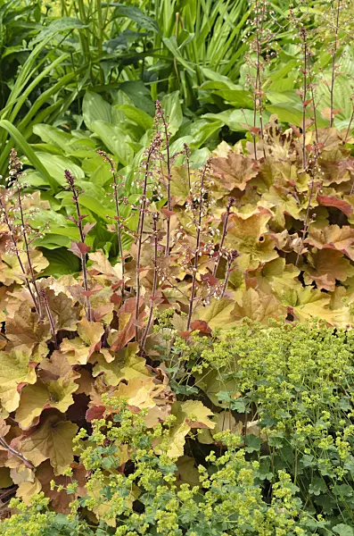 497059 - Hairy alumroot (Heuchera villosa 'Caramel')