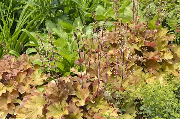 497060 - Hairy alumroot (Heuchera villosa 'Caramel')