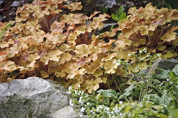517448 - Hairy alumroot (Heuchera villosa 'Caramel')