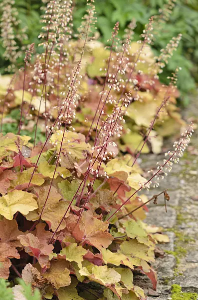 536034 - Hairy alumroot (Heuchera villosa 'Caramel')