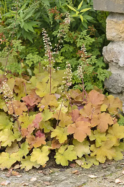 536035 - Hairy alumroot (Heuchera villosa 'Caramel')