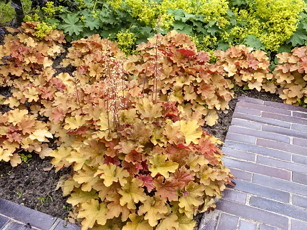 462150 - Hairy alumroot (Heuchera villosa 'Caramel') and lady's mantle (Alchemilla)