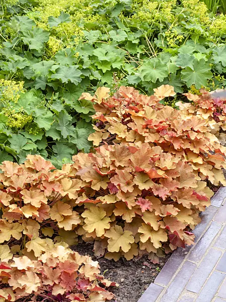 462151 - Hairy alumroot (Heuchera villosa 'Caramel') and lady's mantle (Alchemilla)