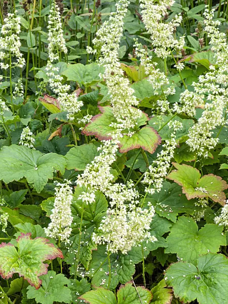 464051 - Hairy alumroot (Heuchera villosa 'Chantilly')