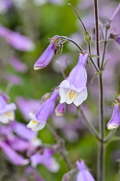 497018 - Hairy beard tongue (Penstemon hirsutus)