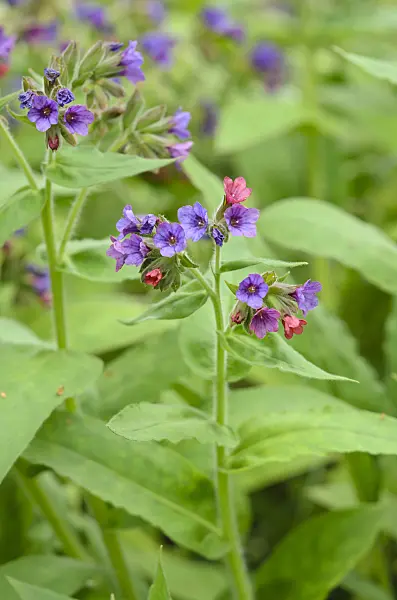 520107 - Hairy lungwort (Pulmonaria mollis)