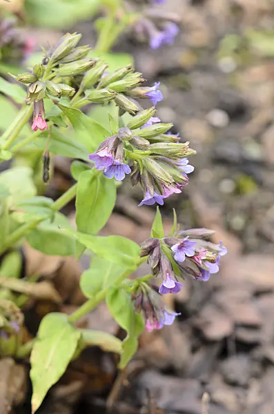 553070 - Hairy lungwort (Pulmonaria mollis)
