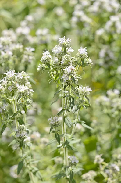 535049 - Hairy mountain mint (Pycnanthemum pilosum 'Mount Davis')