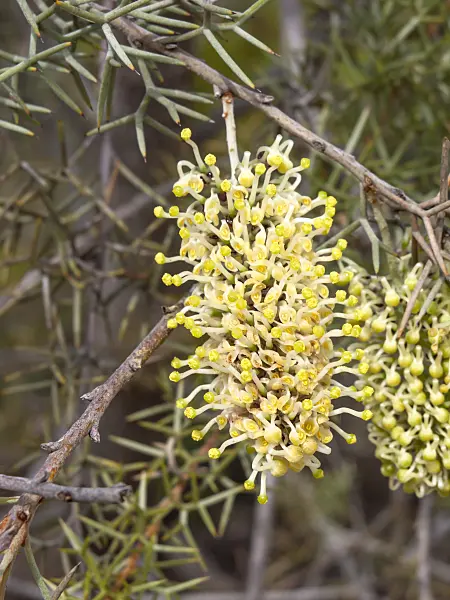 455327 - Hakea ednieana