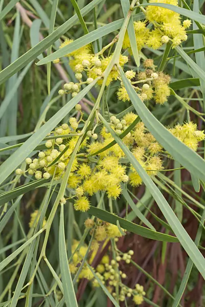 548118 - Hakea wattle (Acacia hakeoides)
