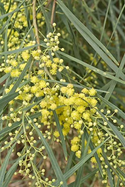 558310 - Hakea wattle (Acacia hakeoides)