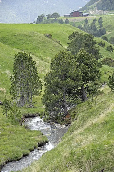 535423 - Hakenkiefer (Pinus mugo subsp. uncinata)