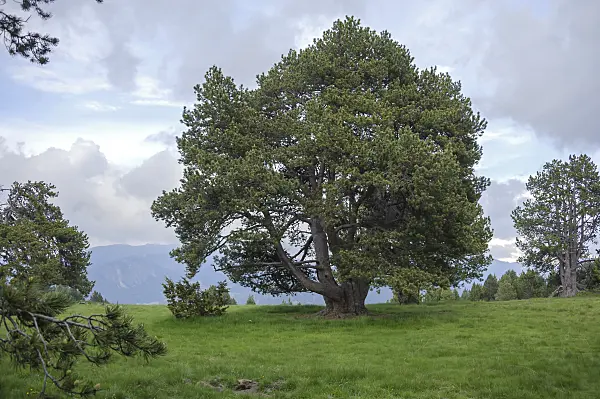 535425 - Hakenkiefer (Pinus mugo subsp. uncinata)