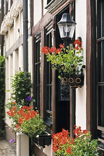 379028 - Half-timbered house with pelargoniums