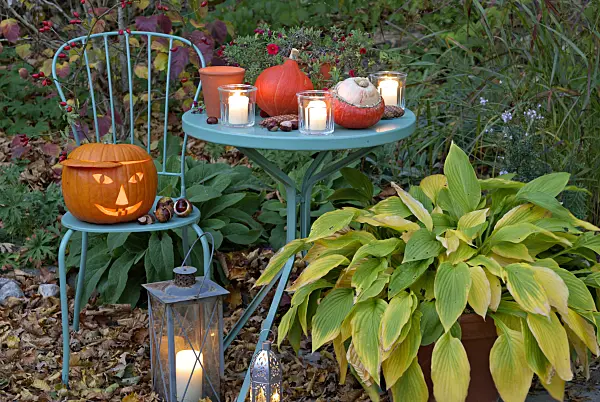 463082 - Halloweenkürbis mit Windlichtern