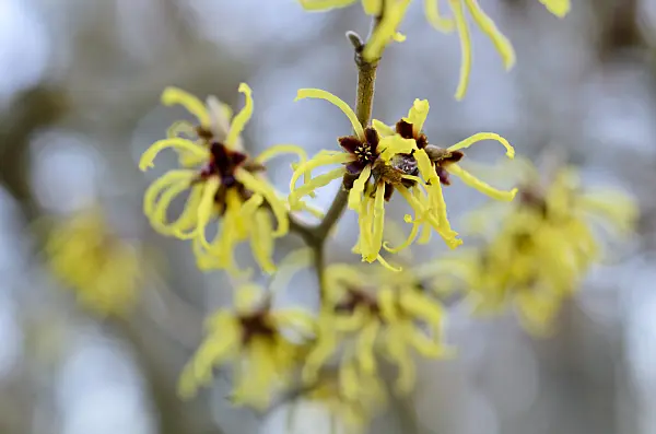 492044 - Hamamélis du Japon (Hamamelis japonica)