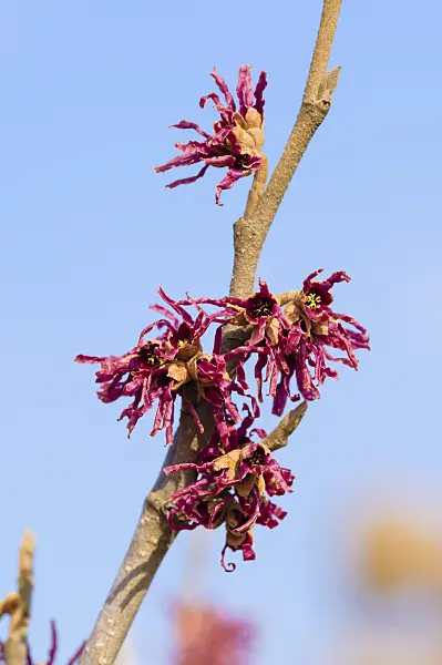 593089 - Hamamelis vernalis 'Amethyst'