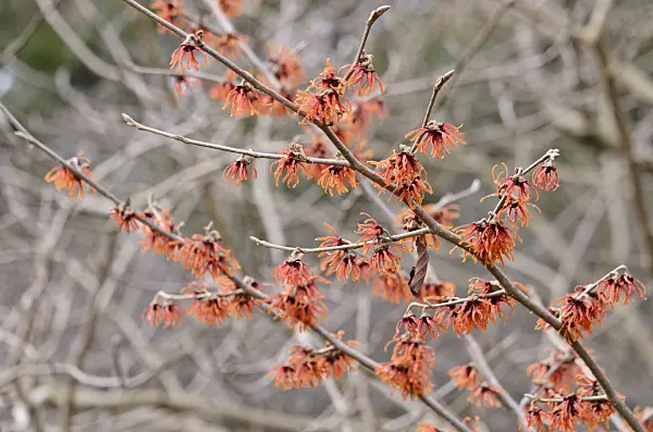 529065 - Hamamelis x intermedia 'Diane'