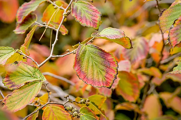 593093 - Hamamelis x intermedia 'Diane'