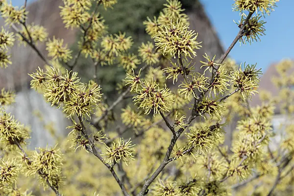 664159 - Hamamelis x intermedia 'Gimborn's Perfume'