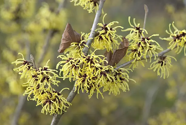 502210 - Hamamelis x intermedia 'Primavera'