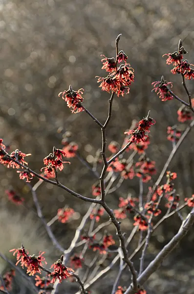 494001 - Hamamelis x intermedia 'Ruby Glow'