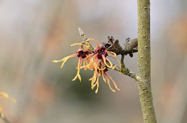 529171 - Hamamelis x intermedia 'Ruby Glow'