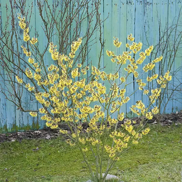 502211 - Hamamelis x intermedia 'Westerstede'