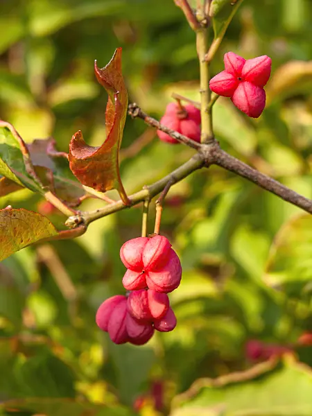 429126 - Hamilton's spindle tree (Euonymus hamiltonianus)