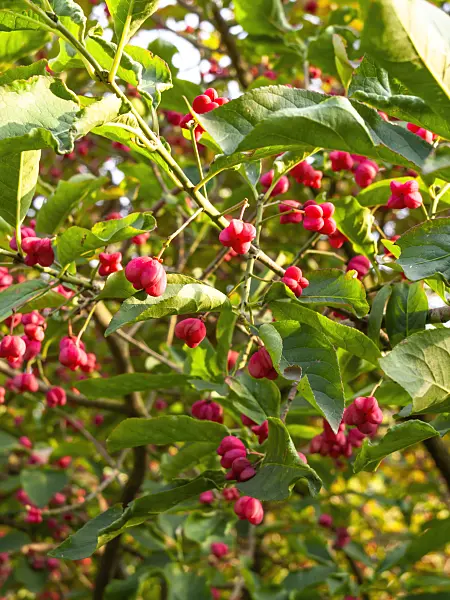 429127 - Hamilton's spindle tree (Euonymus hamiltonianus)