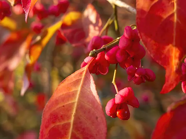 430144 - Hamilton's spindle tree (Euonymus hamiltonianus)