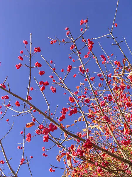 431039 - Hamilton's spindle tree (Euonymus hamiltonianus)