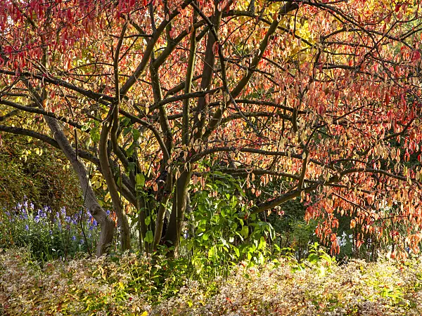 465199 - Hamilton's spindle tree (Euonymus hamiltonianus)