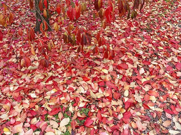 465216 - Hamilton's spindle tree (Euonymus hamiltonianus)