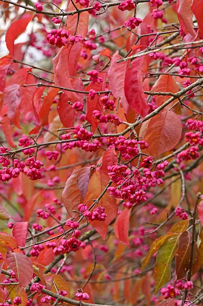 477178 - Hamilton's spindle tree (Euonymus hamiltonianus)