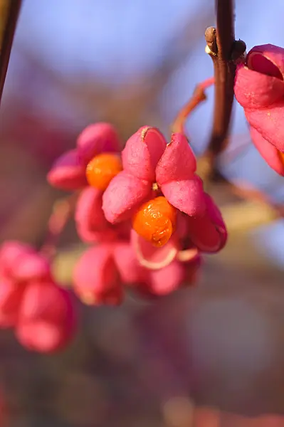 478032 - Hamilton's spindle tree (Euonymus hamiltonianus)